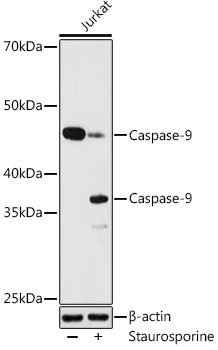 Caspase-9 Rabbit mAb