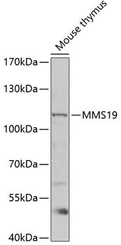 MMS19 Rabbit pAb