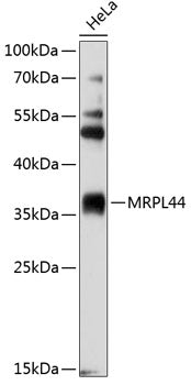MRPL44 Rabbit pAb