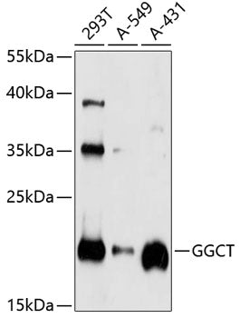 GGCT Rabbit pAb