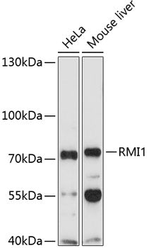 RMI1 Rabbit pAb