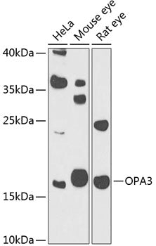 OPA3 Rabbit pAb