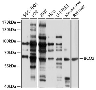 BCO2 Rabbit pAb