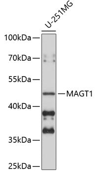 MAGT1 Rabbit pAb