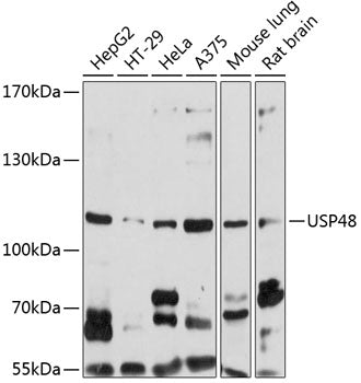 USP48 Rabbit pAb
