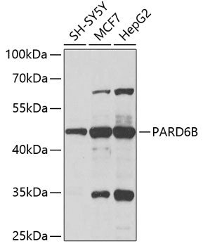 PARD6B Rabbit pAb