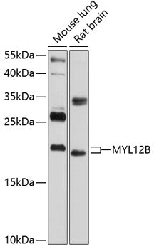 MYL12B Rabbit pAb