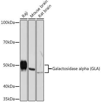 Galactosidase alpha (GLA) Rabbit mAb