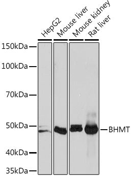 BHMT Rabbit mAb