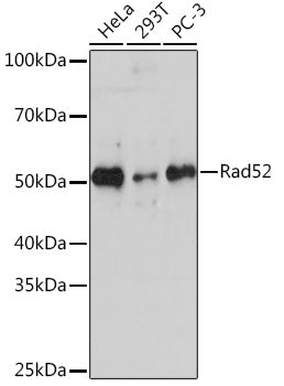 Rad52 Rabbit mAb