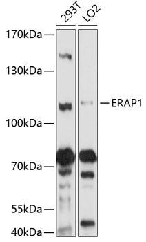 ERAP1 Rabbit pAb