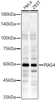PIAS4 Rabbit pAb