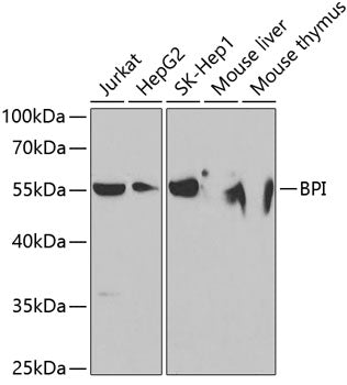 BPI Rabbit pAb