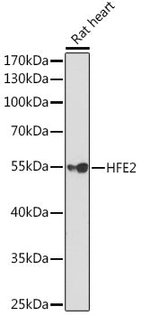HFE2 Rabbit pAb