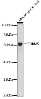 CHRM5 Rabbit pAb