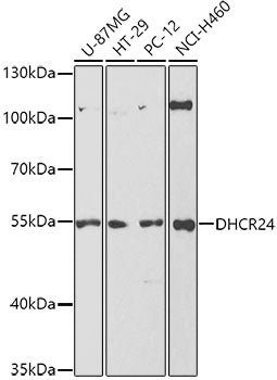 DHCR24 Rabbit pAb