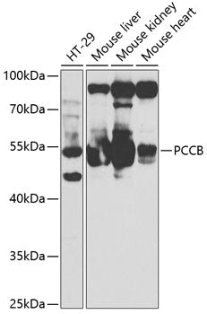 PCCB Rabbit pAb