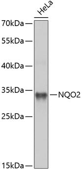 NQO2 Rabbit pAb