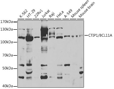 CTIP1/BCL11A Rabbit pAb