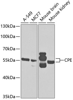 CPE Rabbit pAb