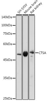 CTSA Rabbit pAb