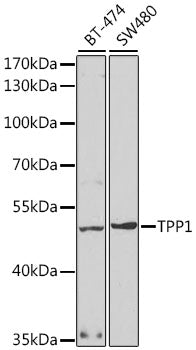 TPP1 Rabbit pAb