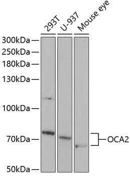 OCA2 Rabbit pAb