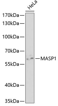 MASP1 Rabbit pAb