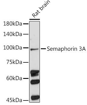 Semaphorin 3A Rabbit pAb