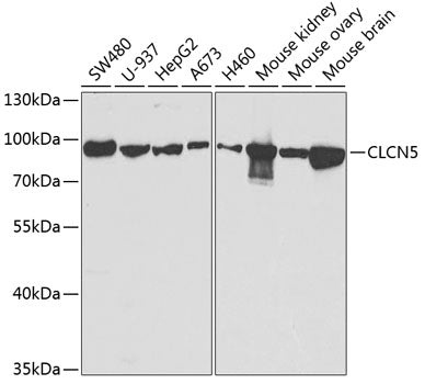 CLCN5 Rabbit pAb