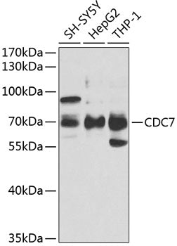 CDC7 Rabbit pAb