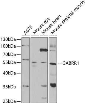 GABRR1 Rabbit pAb