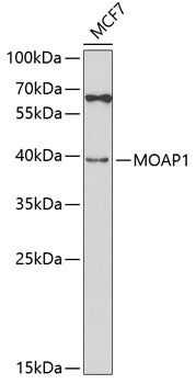 MOAP1 Rabbit pAb