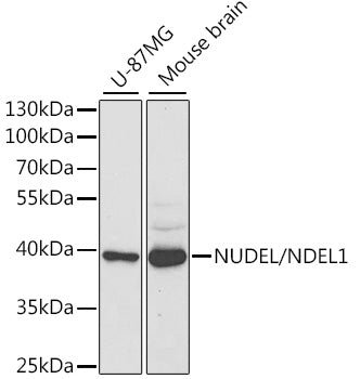 NUDEL/NDEL1 Rabbit pAb