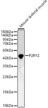 P2RY2 Rabbit pAb