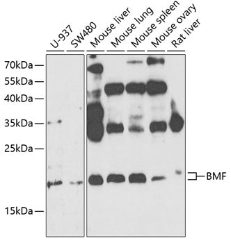 BMF Rabbit pAb