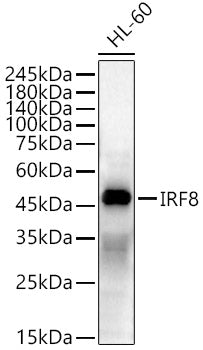 IRF8 Rabbit pAb