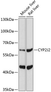 CYP2J2 Rabbit pAb