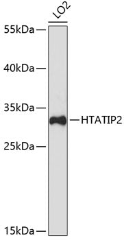 HTATIP2 Rabbit pAb
