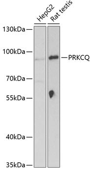 PRKCQ Rabbit pAb