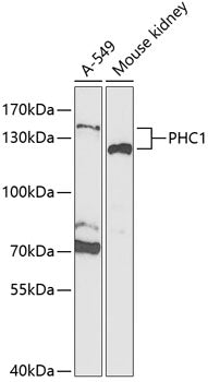 PHC1 Rabbit pAb