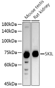 SKIL Rabbit pAb