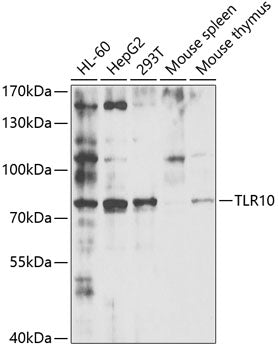 TLR10 Rabbit pAb