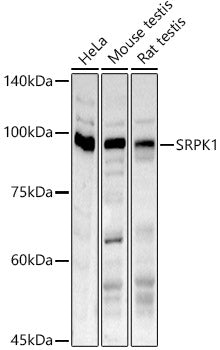 SRPK1 Rabbit pAb