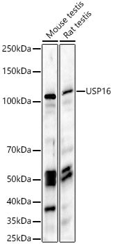 USP16 Rabbit pAb