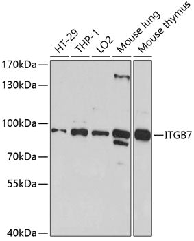 ITGB7 Rabbit pAb