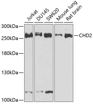 CHD2 Rabbit pAb