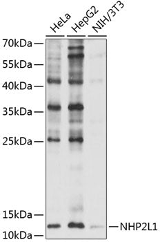 NHP2L1 Rabbit pAb