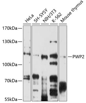 PWP2 Rabbit pAb