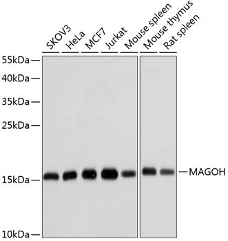 MAGOH Rabbit pAb